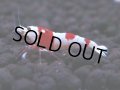 450　H【4＋1】雅えびのチビッコレッドビー！【FINAL】＊今週の出品は終了となります 8日13時までのご連絡で本日発送可能です
