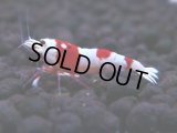 450　H【4＋1】雅えびのチビッコレッドビー！【FINAL】＊今週の出品は終了となります 8日13時までのご連絡で本日発送可能です