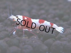 画像1: 450　H【4＋1】雅えびのチビッコレッドビー！【FINAL】＊今週の出品は終了となります 8日13時までのご連絡で本日発送可能です