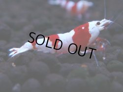画像1: 446　H【4＋1】雅えびのチビッコレッドビー！【FINAL】