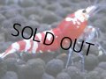 392　H【4＋1】ミポリンフラッシュ80連発！【FINAL】