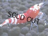 392　H【4＋1】ミポリンフラッシュ80連発！【FINAL】