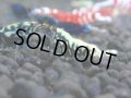 339　H【4＋1】ミポリンフラッシュ80連発！【FINAL】