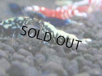 339　H【4＋1】ミポリンフラッシュ80連発！【FINAL】