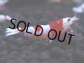 441　H【4＋1】雅えびのチビッコレッドビー！【FINAL】