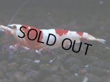 433　H【4＋1】ZOZO BEEのレッドビー！【FINAL】