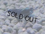 349　H【4＋1】ミポリンフラッシュ80連発！【FINAL】