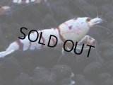 393　H【4＋1】ミポリンフラッシュ80連発！【FINAL】