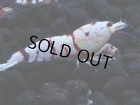 393　H【4＋1】ミポリンフラッシュ80連発！【FINAL】