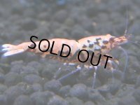 327　H【4＋1】ミポリンフラッシュ80連発！【FINAL】
