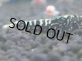 329　H【4＋1】ミポリンフラッシュ80連発！【FINAL】