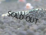 329　H【4＋1】ミポリンフラッシュ80連発！【FINAL】