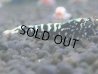 329　H【4＋1】ミポリンフラッシュ80連発！【FINAL】