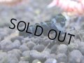 362　H【4＋1】ミポリンフラッシュ80連発！【FINAL】