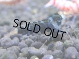 362　H【4＋1】ミポリンフラッシュ80連発！【FINAL】