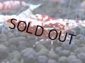 337　H【4＋1】ミポリンフラッシュ80連発！【FINAL】