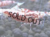 337　H【4＋1】ミポリンフラッシュ80連発！【FINAL】