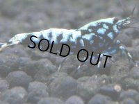 380　H【4＋1】ミポリンフラッシュ80連発！【FINAL】