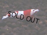409　C【4＋1】ウルトラノンブラのレッドビー！【FINAL】