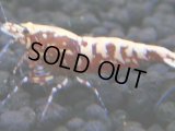 372　H【4＋1】ミポリンフラッシュ80連発！【FINAL】