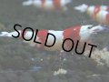 427　H【4＋1】三好池のトシのレッドビー！【FINAL】