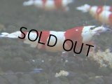 427　H【4＋1】三好池のトシのレッドビー！【FINAL】