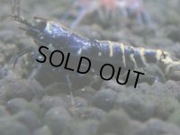 356　H【4＋1】ミポリンフラッシュ80連発！【FINAL】
