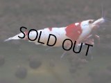 410　C【4＋1】ウルトラノンブラのレッドビー！【FINAL】