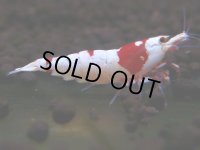 410　C【4＋1】ウルトラノンブラのレッドビー！【FINAL】