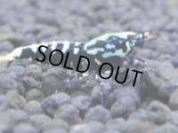 344　H【4＋1】ミポリンフラッシュ80連発！【FINAL】