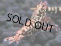 389　H【4＋1】ミポリンフラッシュ80連発！【FINAL】