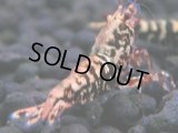 389　H【4＋1】ミポリンフラッシュ80連発！【FINAL】