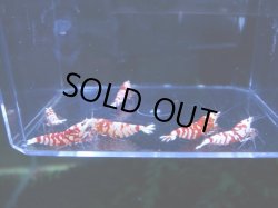 画像2: 1002　H【決算スペシャル！】Fan Shrimpのレッドファンシータイガー 抱卵含む画像プラケ内丸ごとセット