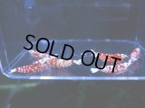 1002　H【決算スペシャル！】Fan Shrimpのレッドファンシータイガー 抱卵含む画像プラケ内丸ごとセット