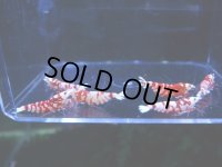 1002　H【決算スペシャル！】Fan Shrimpのレッドファンシータイガー 抱卵含む画像プラケ内丸ごとセット