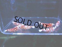 画像1: 1002　H【決算スペシャル！】Fan Shrimpのレッドファンシータイガー 抱卵含む画像プラケ内丸ごとセット