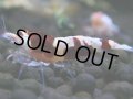021　H【決算スペシャル】超特価！いきなりサヤチャンス100連発！