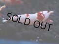 168　H【決算スペシャル】ブランドレッドビー100連発！！ebi squid