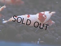 168　H【決算スペシャル】ブランドレッドビー100連発！！ebi squid