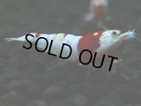 122　H【決算スペシャル】ブランドレッドビー100連発！！パヨ