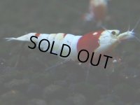 122　H【決算スペシャル】ブランドレッドビー100連発！！パヨ