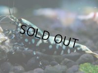001　H【決算スペシャル】超特価！いきなりサヤチャンス100連発！