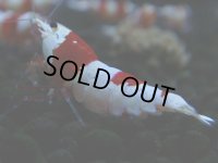 117　H【決算スペシャル】ブランドレッドビー100連発！！三好池のトシ