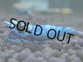075　H【決算スペシャル】超特価！いきなりサヤチャンス100連発！