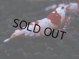 173　H【決算スペシャル】ブランドレッドビー100連発！！ebi squid