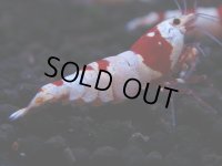 173　H【決算スペシャル】ブランドレッドビー100連発！！ebi squid