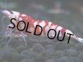 052　H【決算スペシャル】超特価！いきなりサヤチャンス100連発！