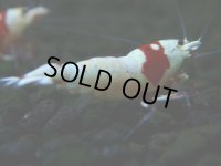 136　H【決算スペシャル】ブランドレッドビー100連発！！パヨ