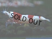 106　H【決算スペシャル】ブランドレッドビー100連発！！三好池のトシ
