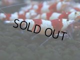 102　H【決算スペシャル】ブランドレッドビー100連発！！三好池のトシ